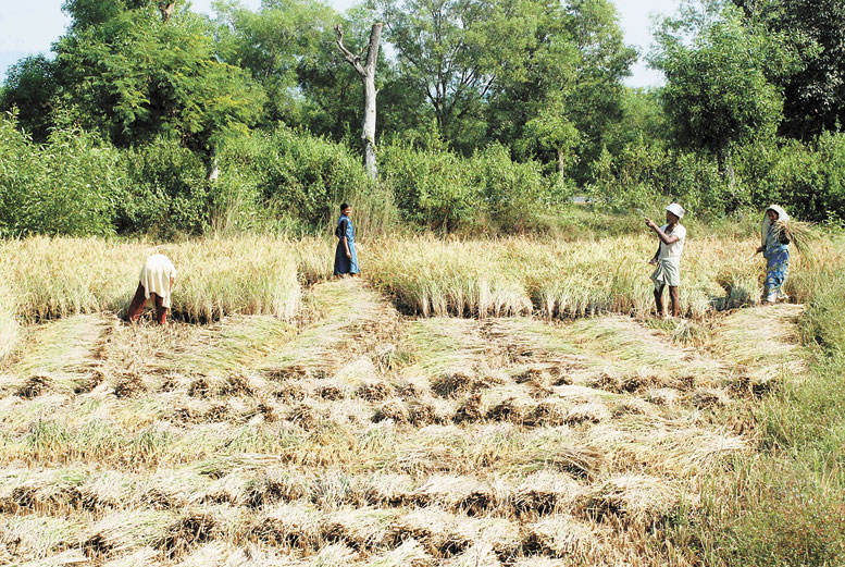 Farm land in Jharkhand.