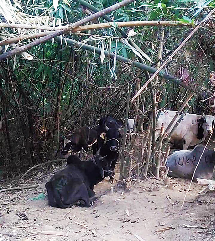 The seized cattle from Kuliang forest on Wednesday
