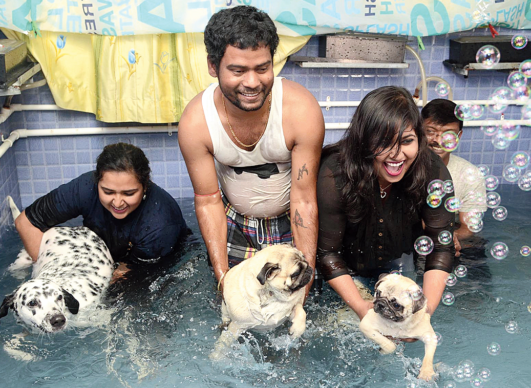 Dogs enjoy a pool party at Nawab Dastan