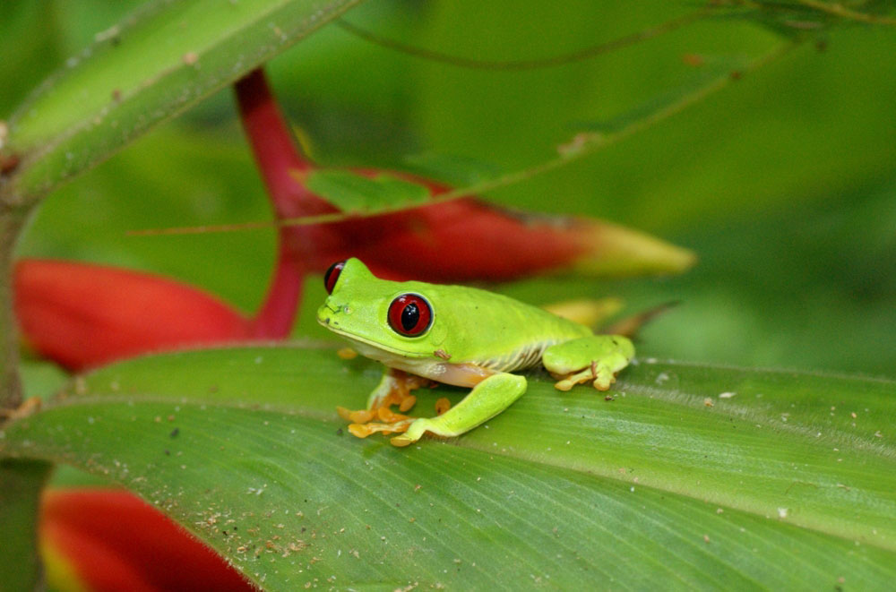 One million species threatened: the human impact on biodiversity is ...