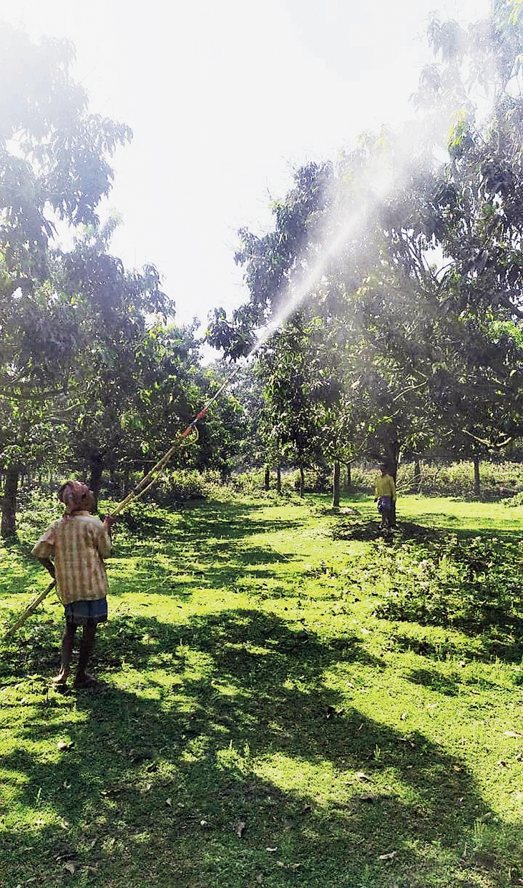 A worker sprays pesticide in a mango orchard in Malda district. 