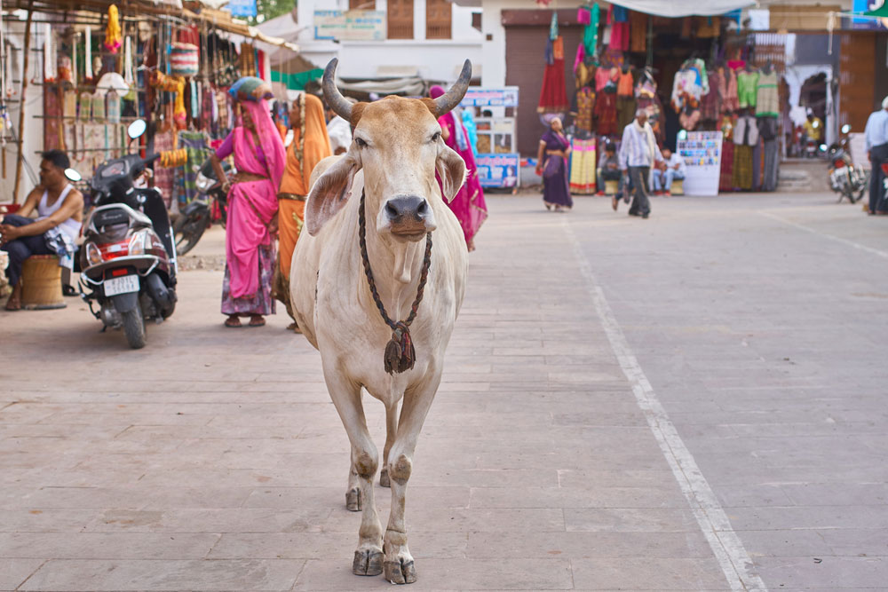Indians have become used to the humongous absurdity of cow-centredness — politics, society, morality, science, economics, livelihoods and the lack of them are all focused on the innocent creature 