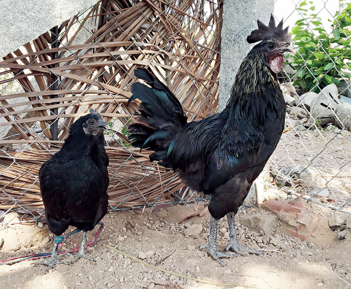 Kadaknath chicken