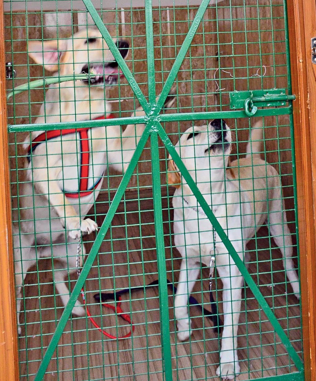 Dogs at the NKDA creche in New Town