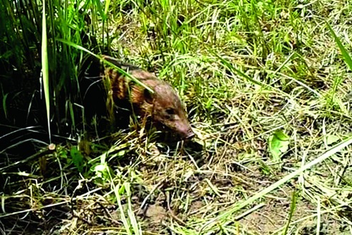 Haven for pygmy hogs - Telegraph India