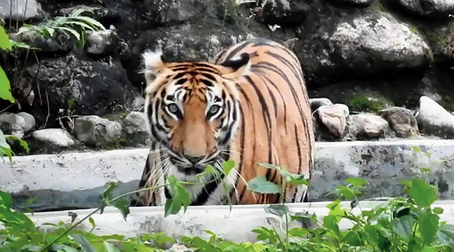 Royal Bengal tigress of the Bengal Safari Park to deliver cubs -Dharamdeo Rai, the park’s director, said Shila was around 90 days pregnant now