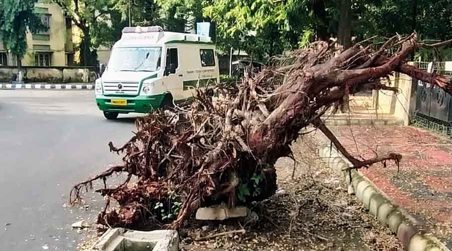 Stumps lie on the road near EE block in Salt Lake’s Sector II