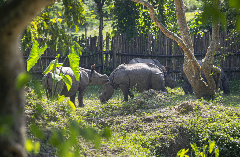 Rhino calves which were rescued from flood waters last year graze at the Centre for Wildlife Rehabilitation and Conservation (CWRC) at Bokakhat, Assam, India, Sunday, Aug. 2, 2020. 