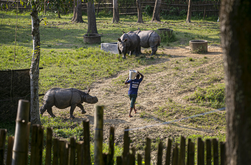 Romen Das, an animal keeper carries food for Rhino calves which were rescued from flood waters last year at the Centre for Wildlife Rehabilitation and Conservation (CWRC) at Bokakhat, Assam, India, Sunday, Aug. 2, 2020.