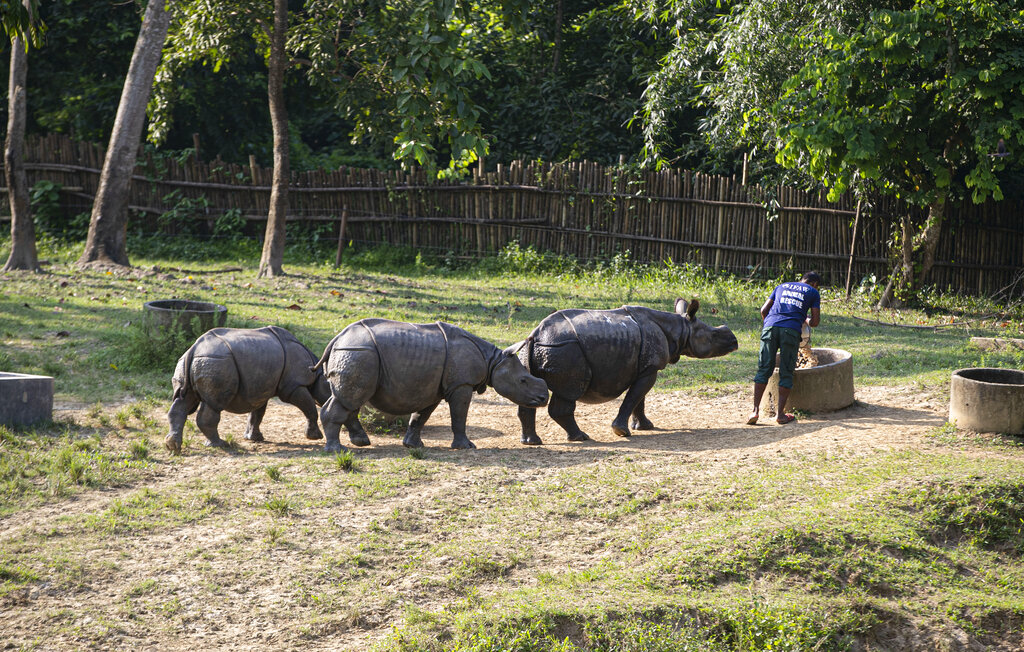 Romen Das distributes food for the rescued Rhino calves at the Centre for Wildlife Rehabilitation and Conservation (CWRC) at Bokakhat, Assam, India, Sunday, Aug. 2, 2020.