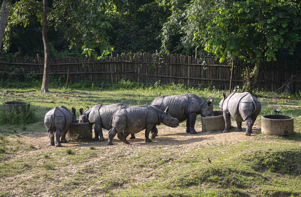 The rhino calves feed at the Centre for Wildlife Rehabilitation and Conservation (CWRC) at Bokakhat, Assam, India, Sunday, Aug. 2, 2020. 