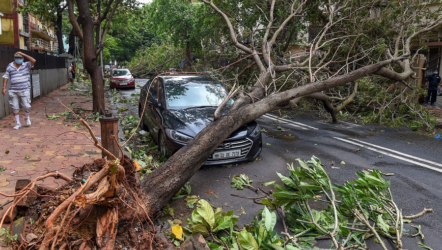 A man walks towards an uprooted tree, following heavy rainfall, at Marine Drive on Thursday