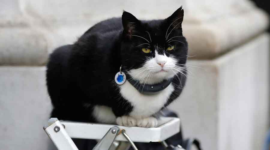 In this file photo dated Tuesday, Feb. 12, 2019, Palmerston, the Foreign Office cat sits on a photographer's ladder at Downing Street in London.