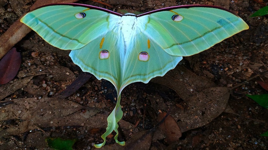 Rare sighting of a Luna moth in Canary Hill forests.