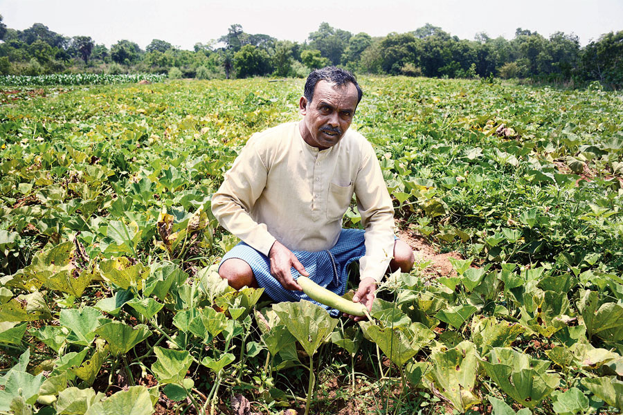 A vegetable farmer at Patamda near Jamshedpur.