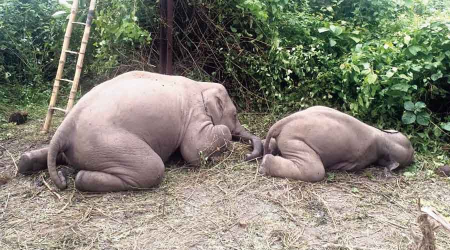 Two jumbos electrocuted in Buxa Tiger Reserve -The elephants had come in touch with an electric pole that became lethal after a short-circuit