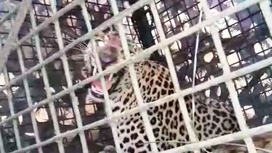 Leopard caged in tea garden - As many as 26 felines have been trapped from 22 estates — all in the Dooars — in the past 6 months