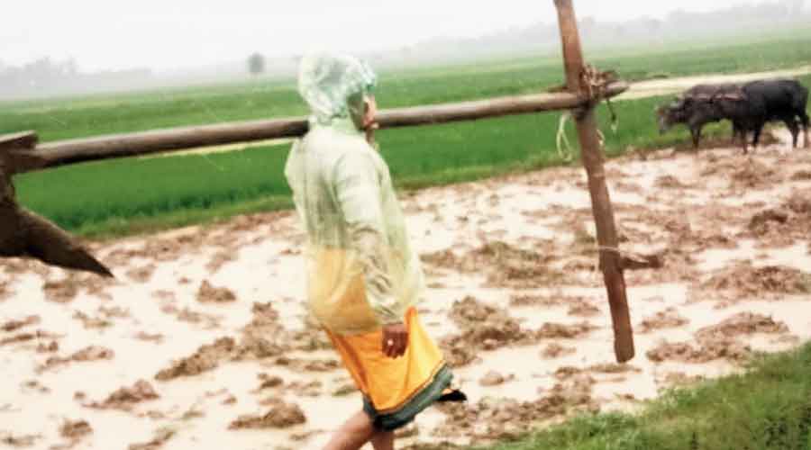 Randhari walks to the field carrying the plough
