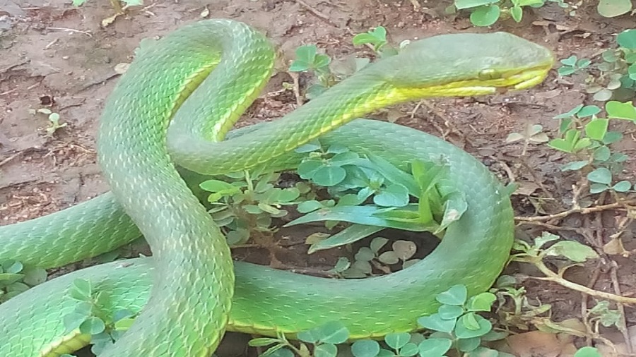 Poisonous Green Pit Viper Caught In Hazaribagh Town Telegraph India