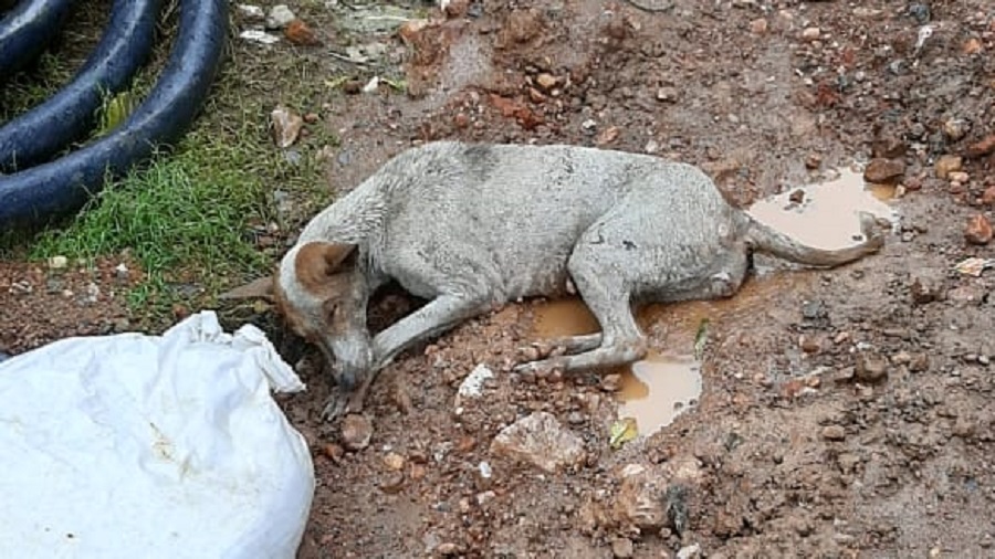 rainfall - Help stray animals in shower season, appeals city NGO -  Telegraph India