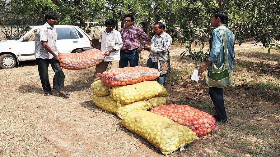 Potatoes harvested in Sriniketan, Birbhum