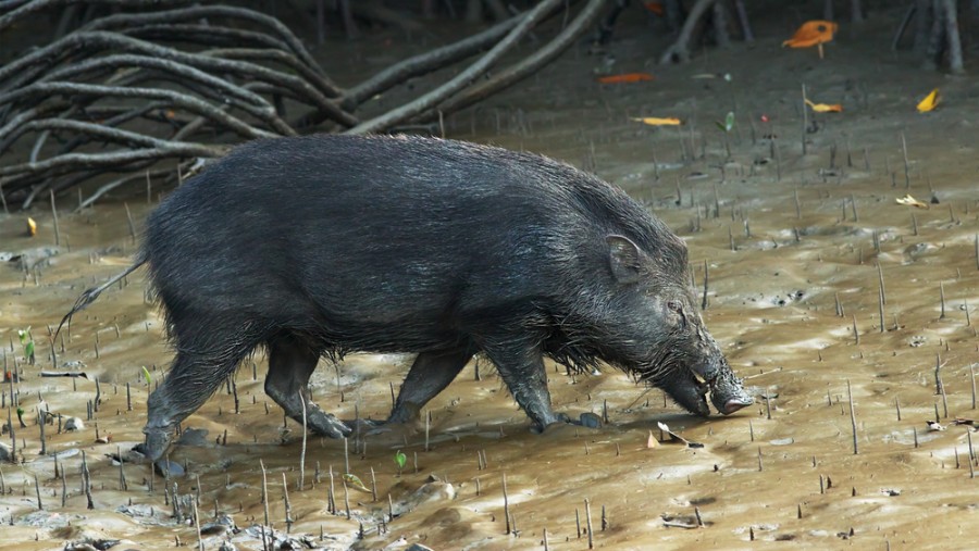 Sanctuary wild boar killed for meat, one held - Foresters seized raw and cooked meat during their raid at Kilkott tea estate in Jalpaiguri’s Matialli block