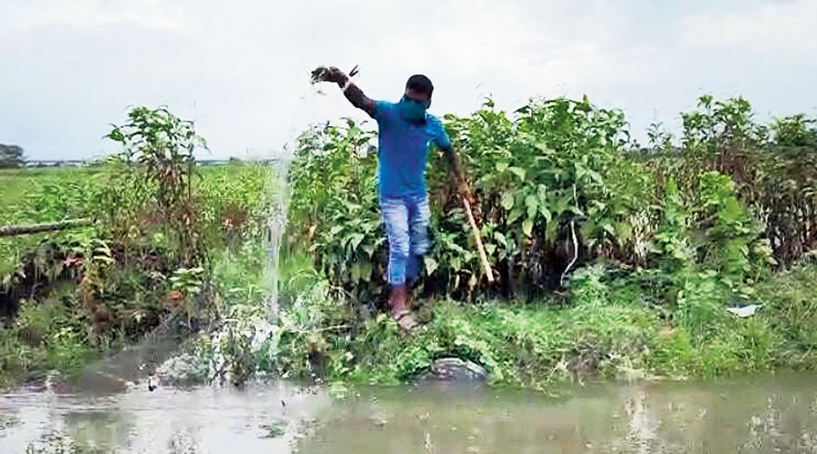 Water overflowed from a fishery in the township after a spell of heavy rain and partially inundated a smaller road. Along with the water came fish.