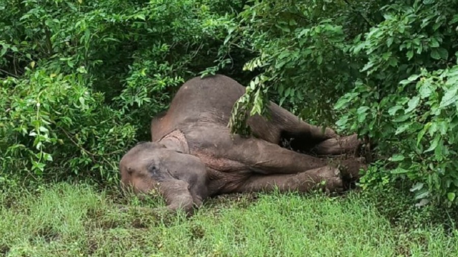 Tusker dead, live wire suspected