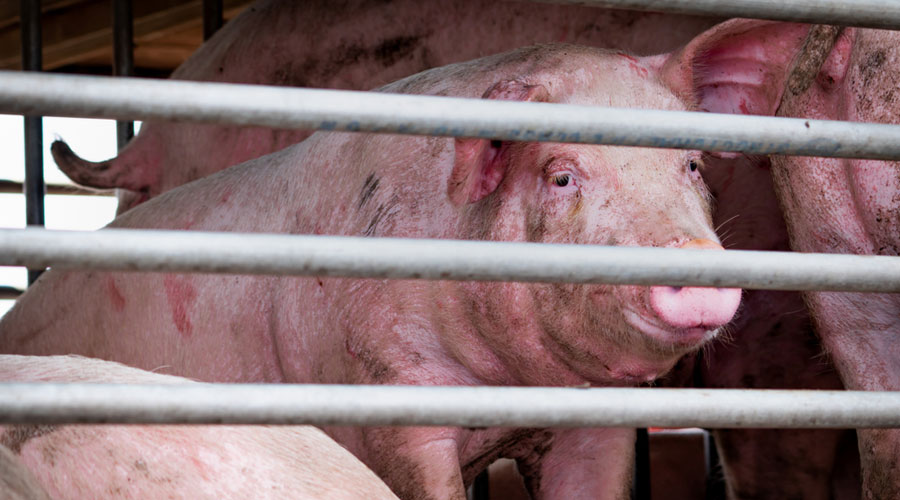 African swine fever, a severe viral disease affecting domestic and wild pigs, does not affect humans. 