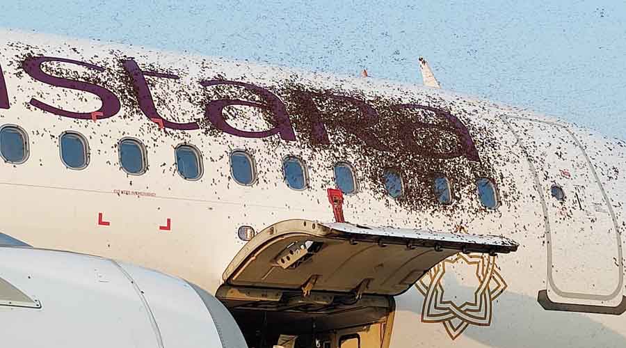 Honeybees land on aircraft before passengers board - Water cannons used to drive away the swarms