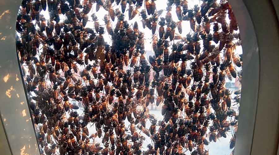 Bees on a window of one  of the aircraft