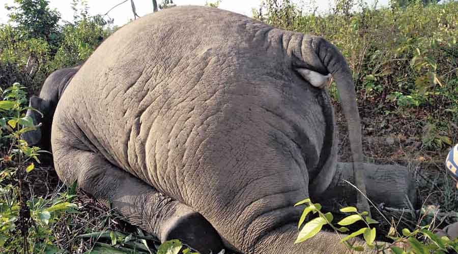 Elephant found dead in Dooars ; This is the second death that has been reported in north Bengal in the past 24 hours Elephant found dead in Dooars ; This is the second death that has been reported in north Bengal in the past 24 hours