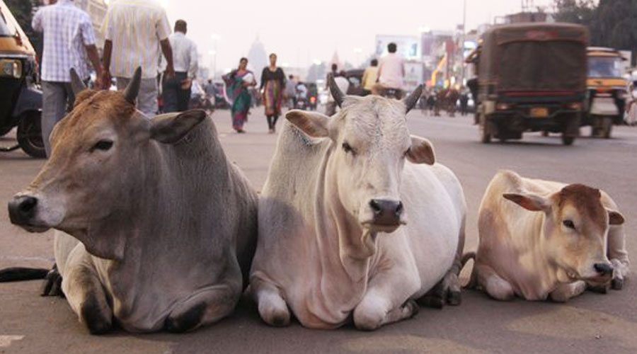 Cow vigilantes attack men over oxen in Jammu