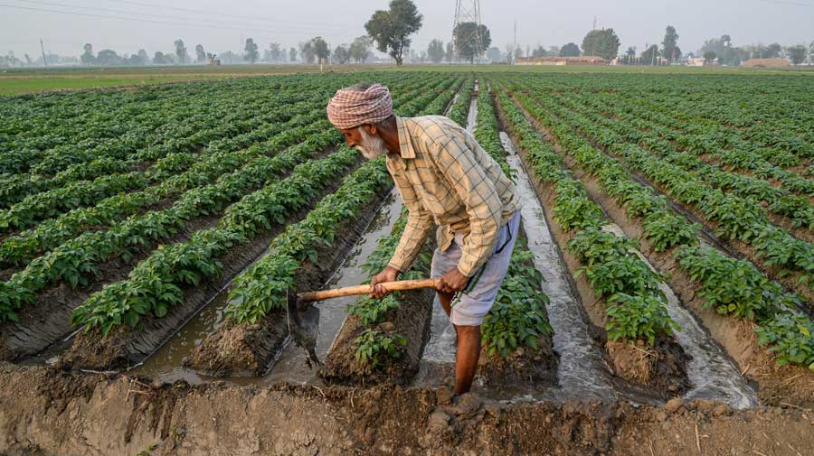 A farmer works at a field in Jalandhar on Saturday.