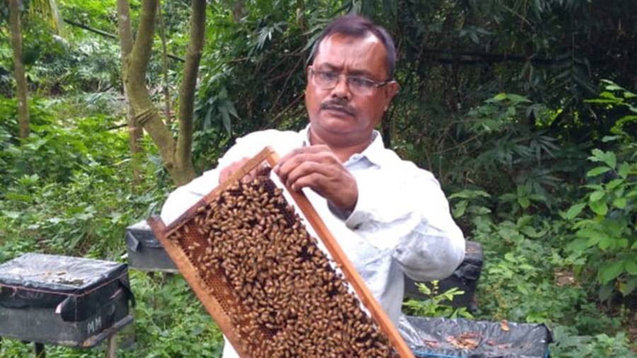 Hive Life: Bee-keeper Harun Mondal