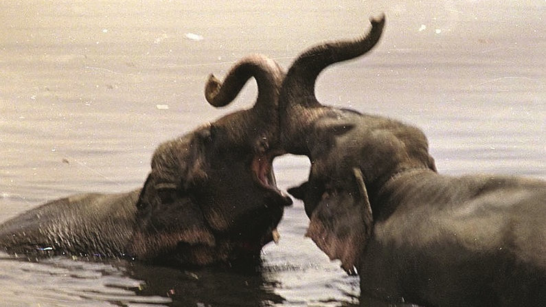 Contrasting fates - India has kept its elephants but China has only a few- Both countries are among the 12 nation states with the maximum terrestrial biodiversity 