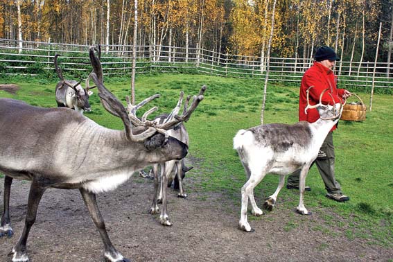 Reindeer love lichen and will not let you go till they finish off the last one in your basket