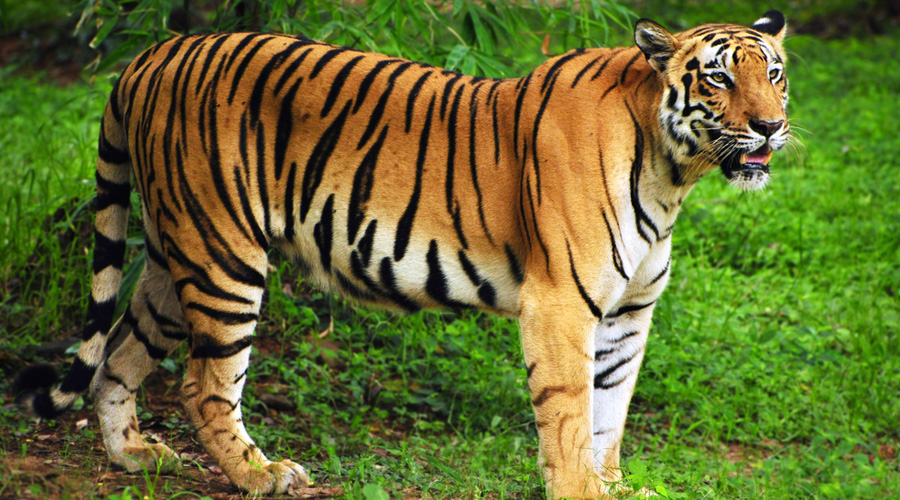 The tigress was translocated on Thursday from the Bijrani range of the Corbett Tiger Reserve to the Rajaji Tiger Reserve to give a boost the tiger population there.