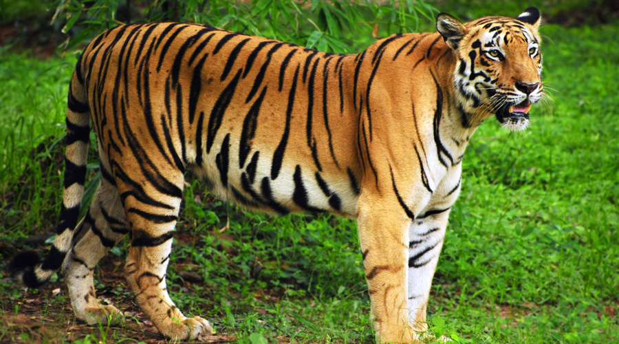 The Royal Bengal Tiger