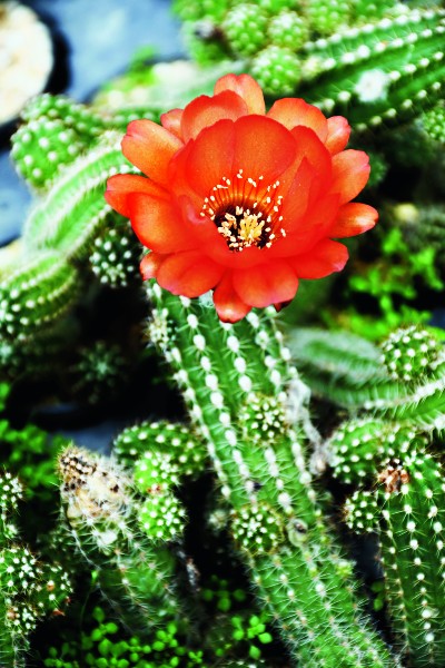 Echinopsis Marsoneri