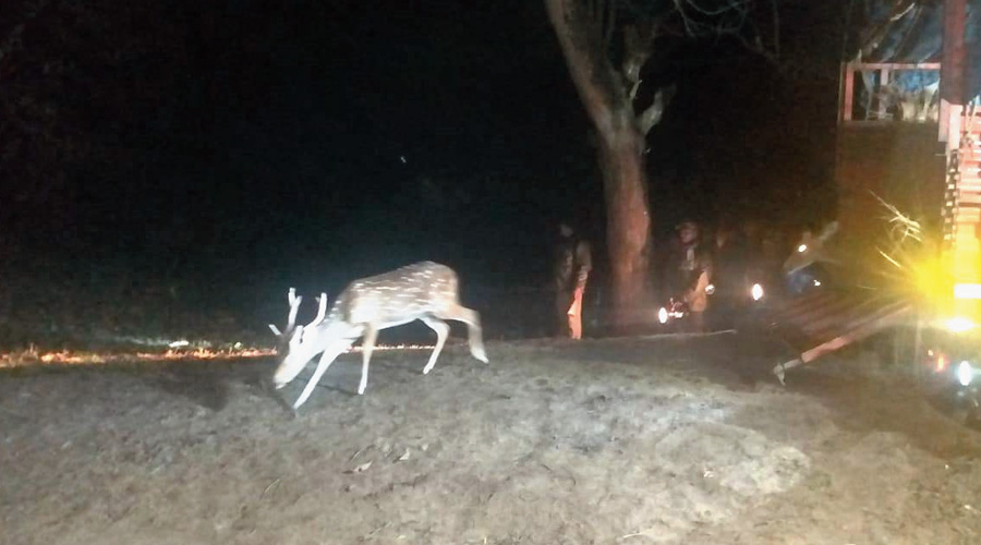 75 deer for prey released into Buxa -Allotted a sum of Rs 12 crore to prepare the BTR as a tiger habitat for the process of reintroduction.