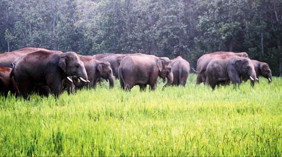 Dooars: Elephant herd stuck in tea garden