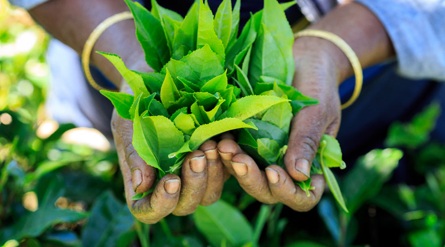 Tea workers to protest on wage - Threat of indefinite strike in industry in the coming days if demands not met