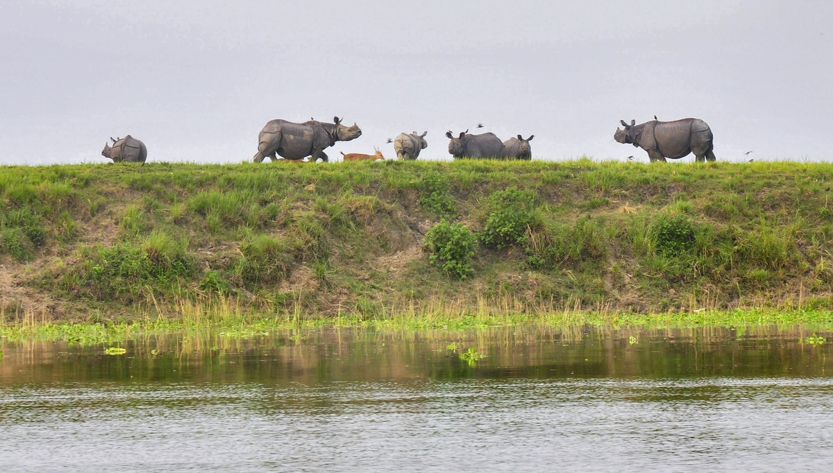 A herd of one-horn rhinoceros takes shelter on higher ground inside the flooded Kaziranga National Park, in Golaghat district, Wednesday, July 1, 2020