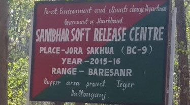 The Sambhar Soft Release Centre at Palamau tiger reserve