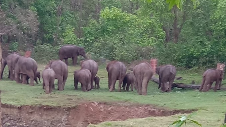 Chandaka is a wildlife sanctuary known for its elephants.
