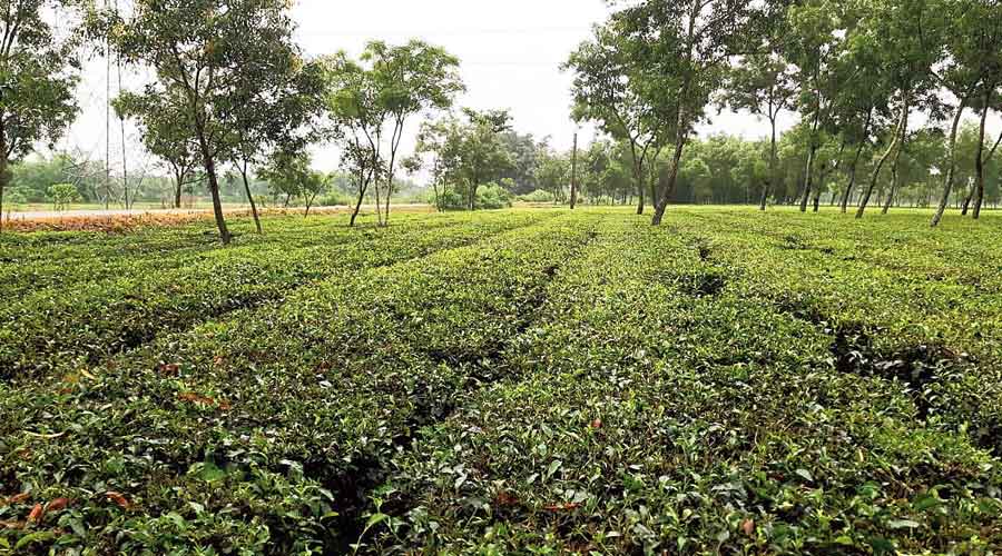 Tea price up, glare on lockdown & rain -Softening of prices because of increased production has been the Achilles Heel of the sector