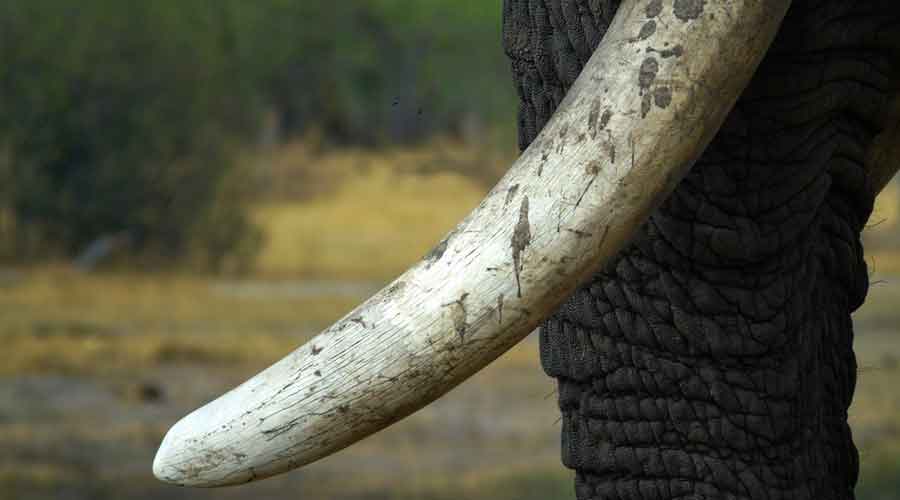 Two held with ivory piece from Mungpoo in the Darjeeling hills - The consignment was to be smuggled to Nepal