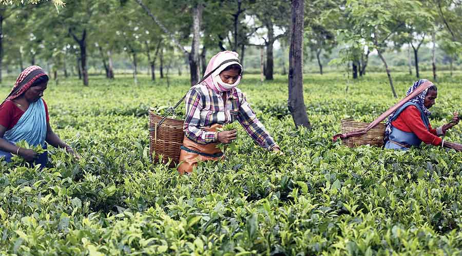 Tea import plea sparks oversupply fear -Traders say that lot meant for re-export could leak into the domestic market and eventually bring down prices which have surged