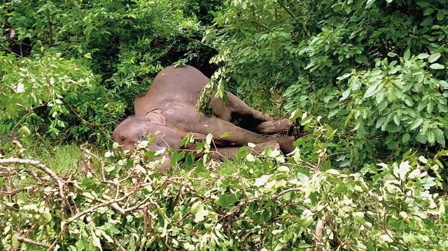According to locals a few days back, a herd of elephants had reached the dry bed where they cultivate corn and ground nuts. “Even after consuming the crop, the herd stood there for days. This left us worried and we informed the foresters,” said a resident.